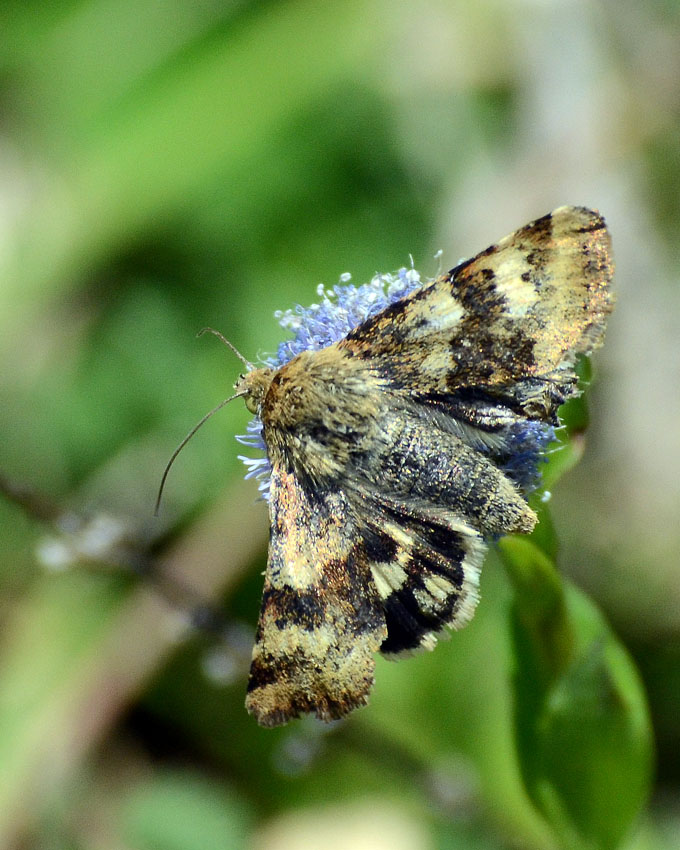 Farfalla da identificare